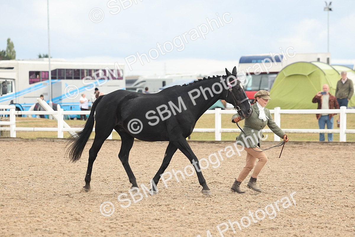 SBM_07910 - Class 28 - IH Veteran Horse