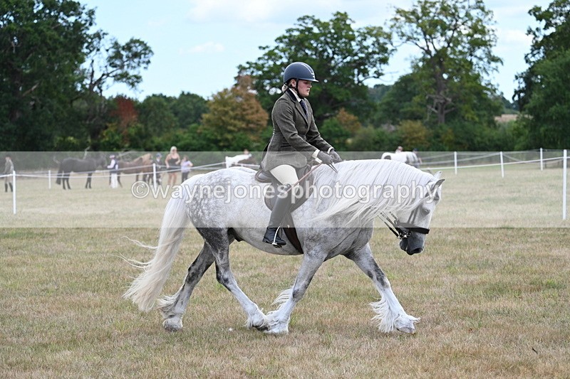 WJ7_5294 - Class 12 Ridden Cob