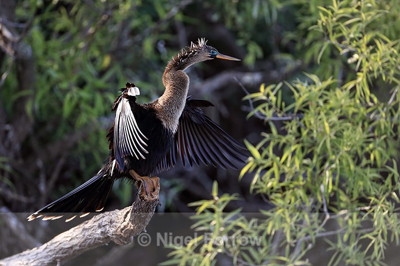 Anhinga wings spread, Venice Rookery, Florida - Anhinga