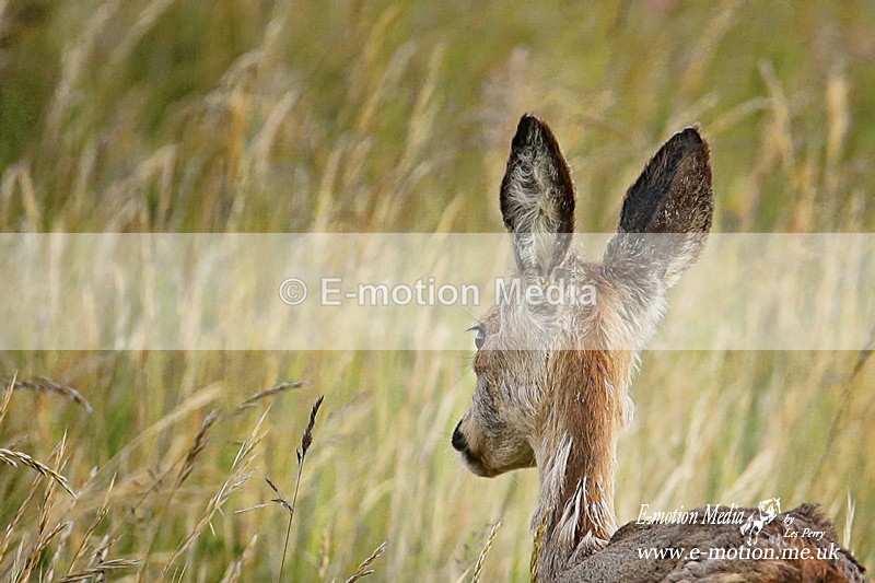 130620 -0127abc - Nature