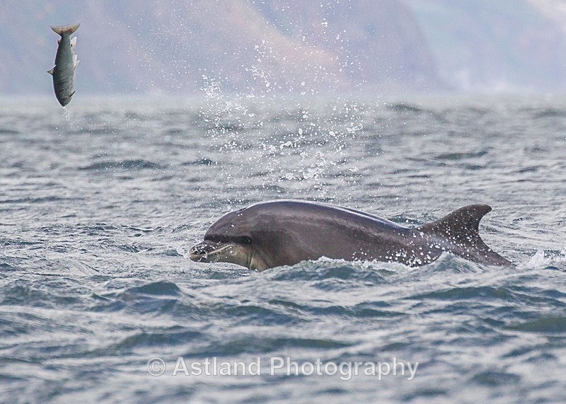 Astland Photography, Bird and Wildlife Images, Susan and Peter Wilson, U.K.