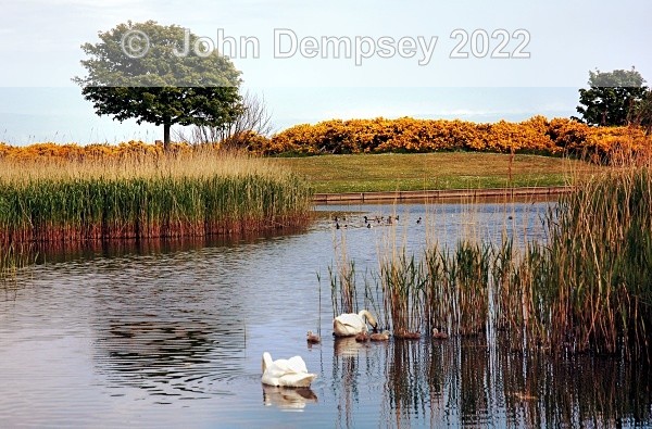 Cygnets2008 3 - The Curlie