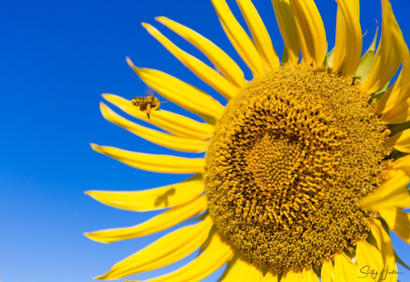 Sunflower and Bee 3