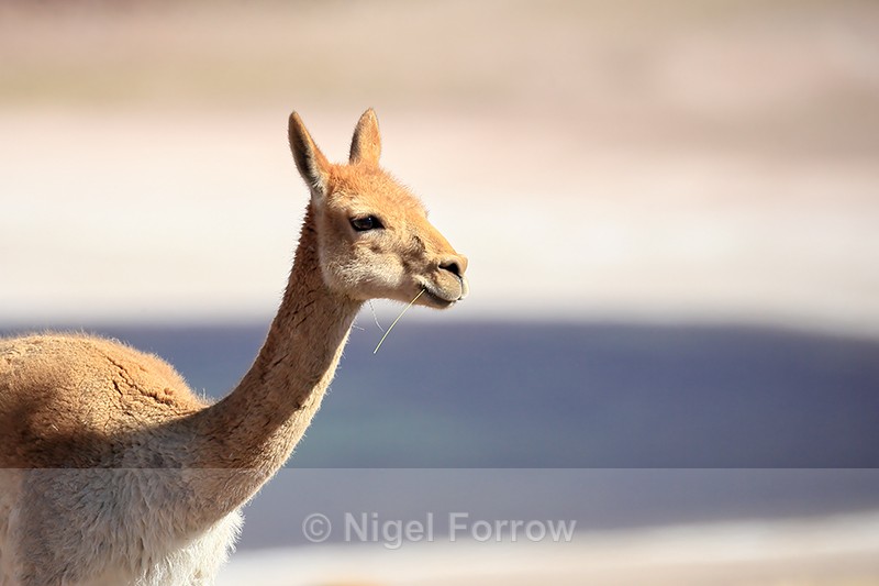 Adult Vicuna portrait, Lake Miscanti, Chile - Vicuna