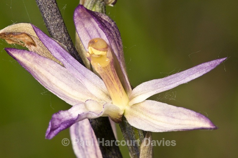 - Orchids - Various