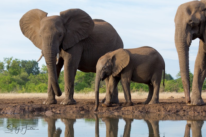 Elephant Baby 16