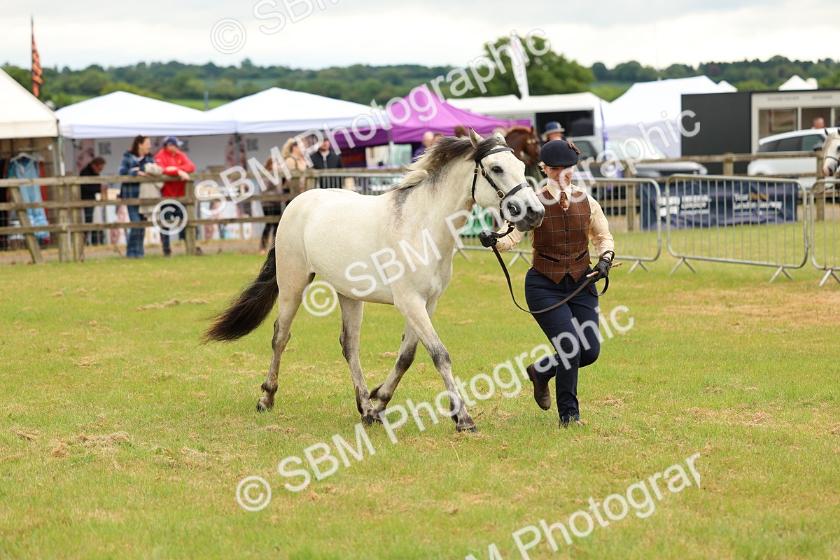 SBM_04063 - Class 64-67 - Shetland Pony In Hand