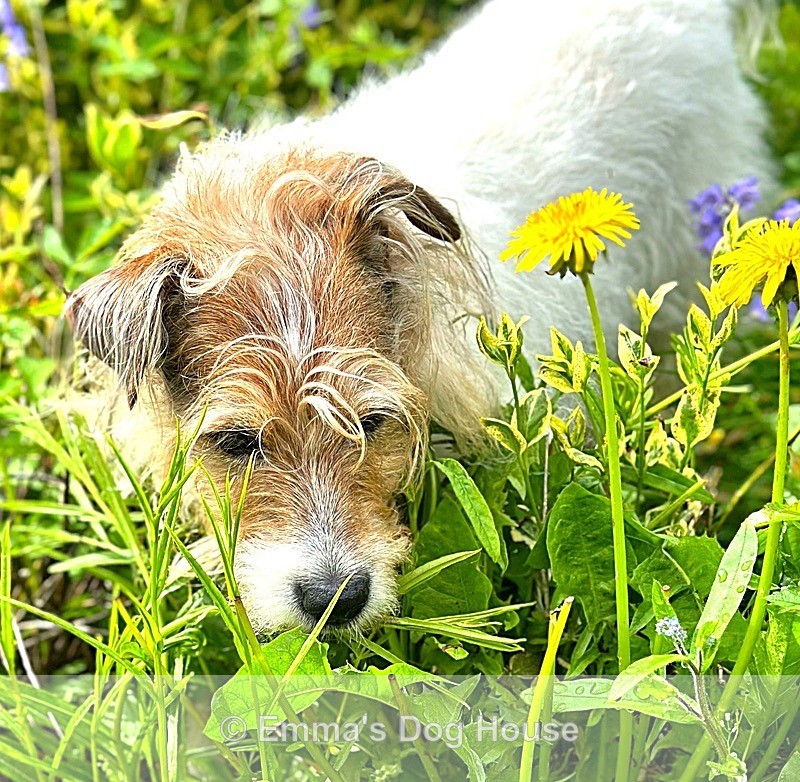  - Pawtraits