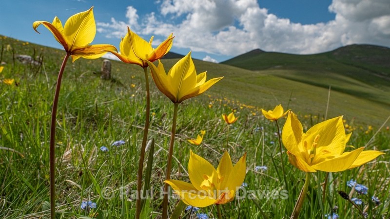Wild Tulips (Tulipa australis  also T. sylvestris ssp australis) growing above  the Piano Grande - Flowers in the Landscape - 2