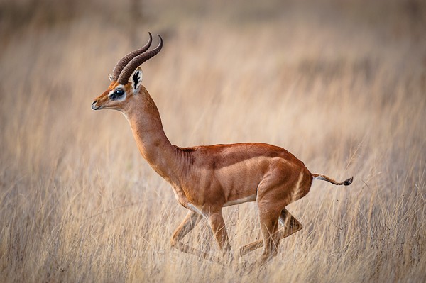 Gerenuk, Chyulu Hills, Kenya