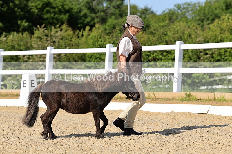 1X9A0657 - Class 3: Youngstock 1, 2, 3 year old not to exceed 153cm