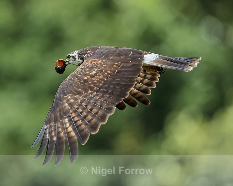 Juvenile Snail Kite flying, Panama - Snail Kite