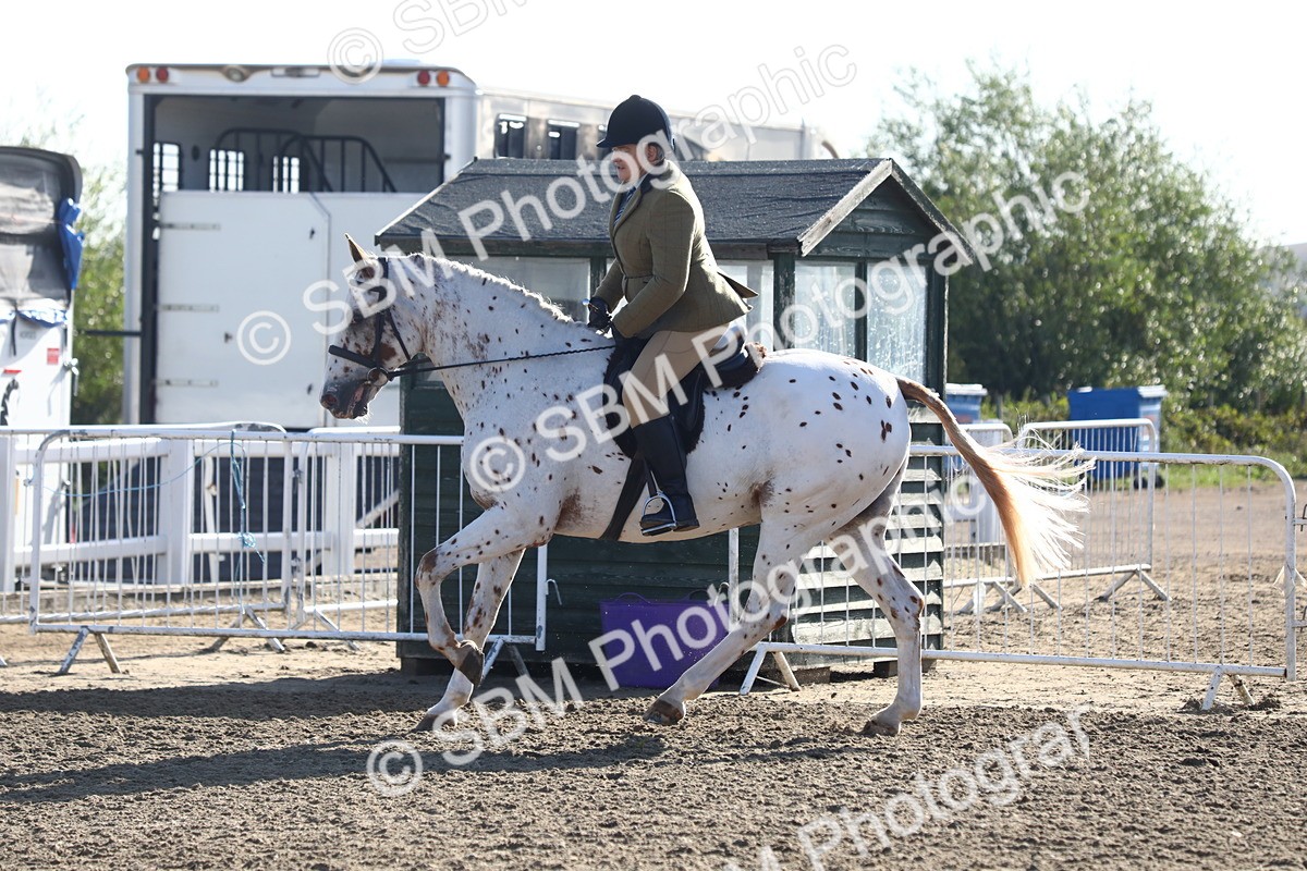 SBM_08591 - Class 502 - Riding Club Horse