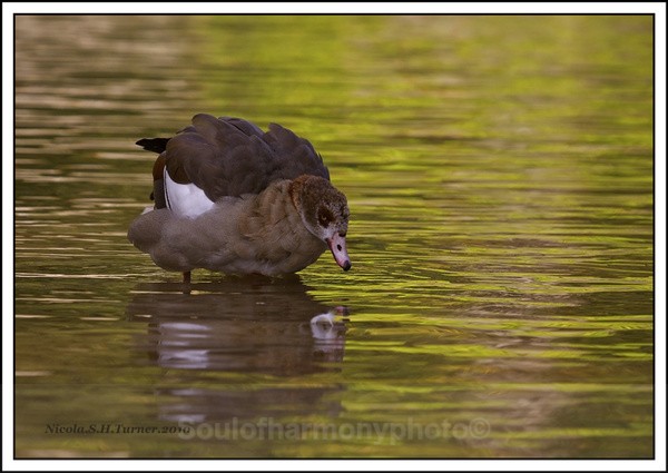 Egyptian Goose - Wildlife Wildlife