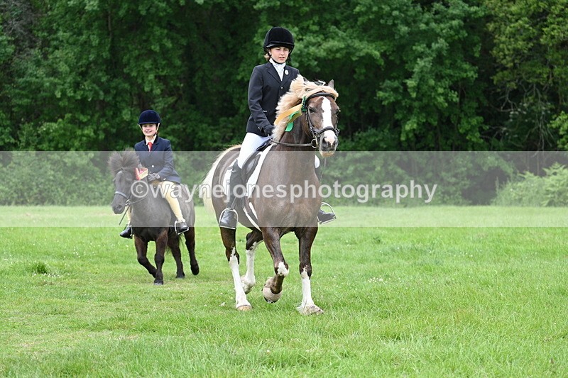 WJ7_4341 - Class 14A Handsome Gelding