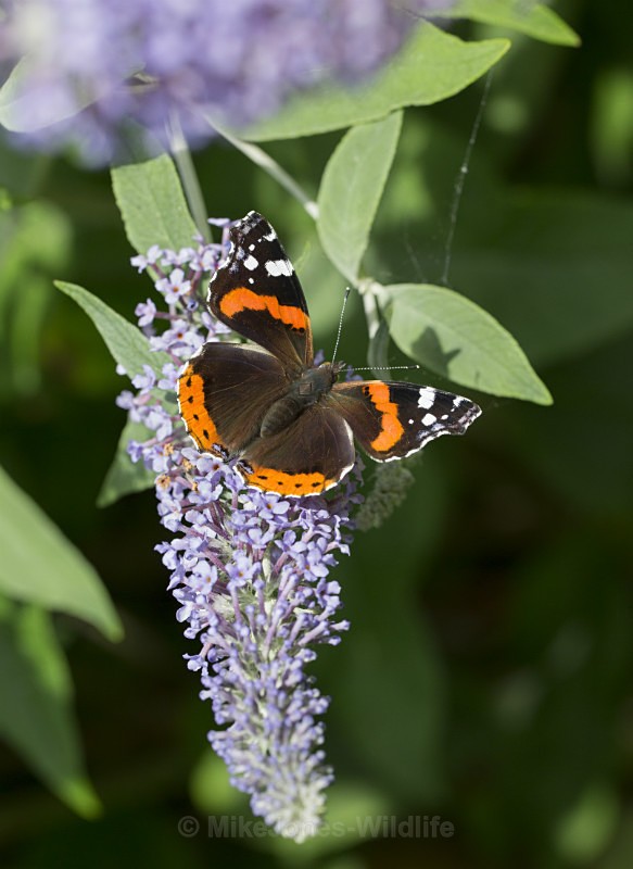 Red Admiral - BUTTERFLIES