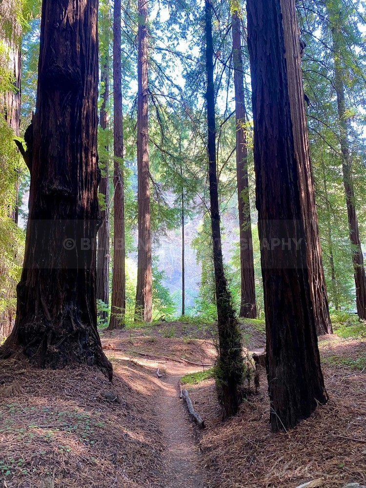 IMG_E6021 - Trees