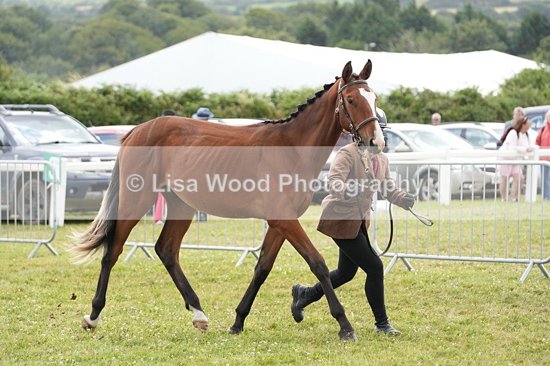DSC06042 - Class 54: Hunter/Riding Horse/Hack 1 & 2 yr olds