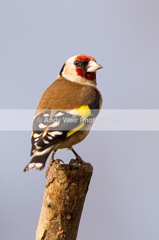 20120218-_MG_9041 - Goldfinch