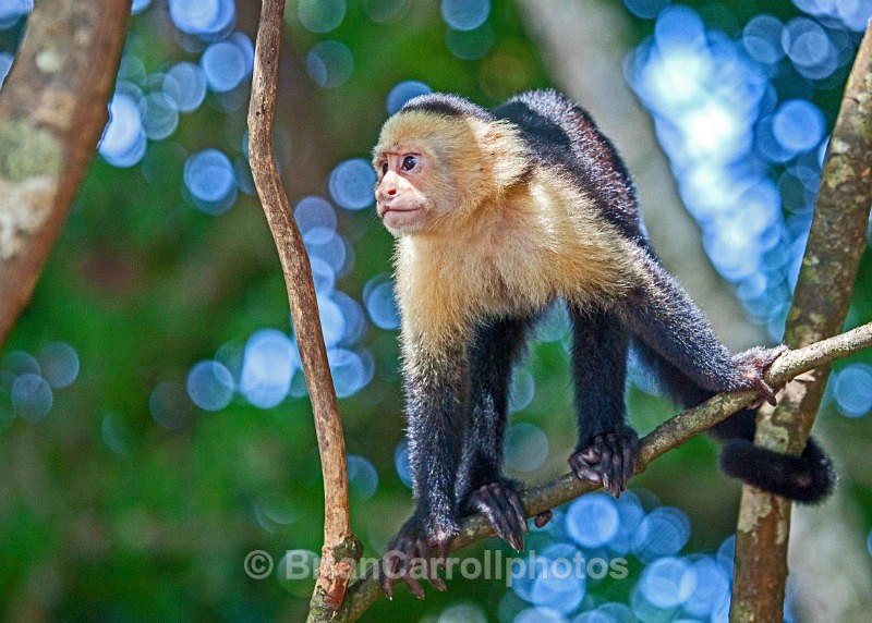 IMG_3486 White Throated Capuchin, Costa rica - Costa Rican Wildlife