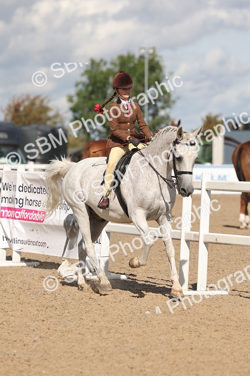 SBM_13177 - Class 306 - Ridden Foreign Breds - Part Bred