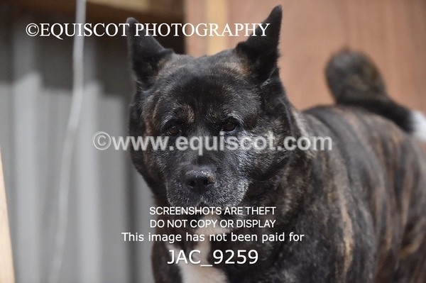 JAC_9259 - CLASS 5 - ARENA EVENTING BE 80CM