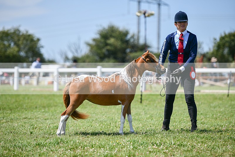 DSC_7261 - Miniature Horse Championship