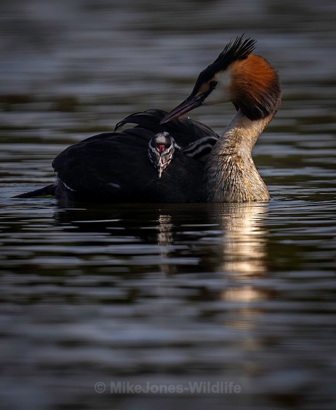 Great Crested Grebe chicks(Humbugs) - Grest Crested Grebe chicks (Humbugs)