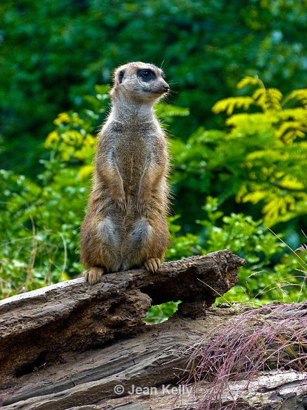Meerkat - P1070344 - Meerkats
