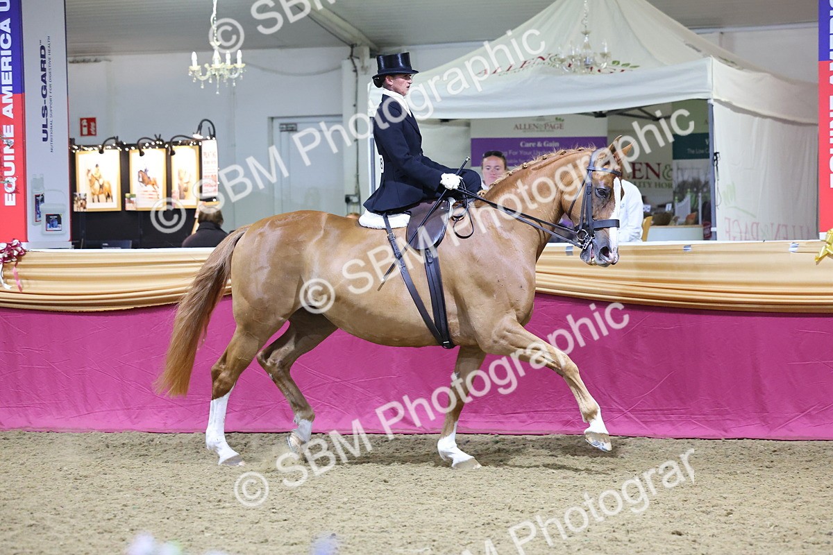 0B8A4239 - Class L Side Saddle Champ