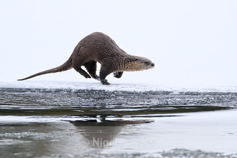 River Otter running in winter, Yellowstone National Park - Otter