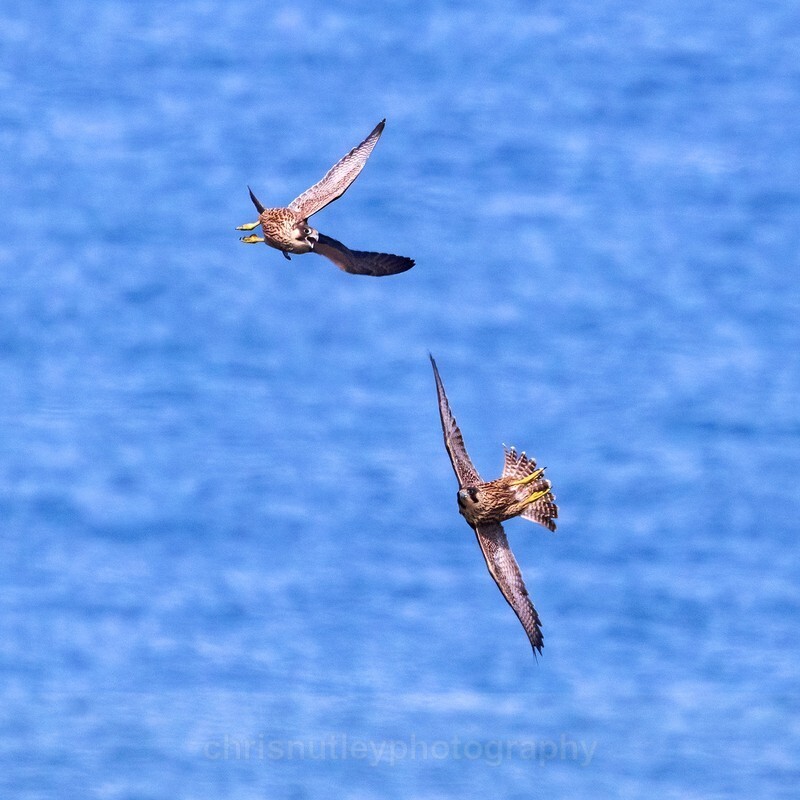  - Birds of Britain and Europe