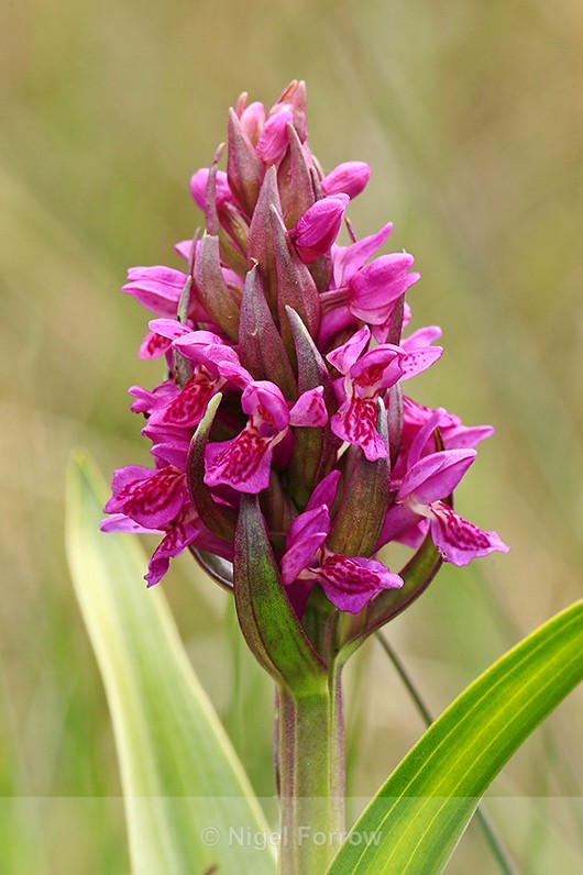 Southern Marsh Orchid at Arne - PLANTS