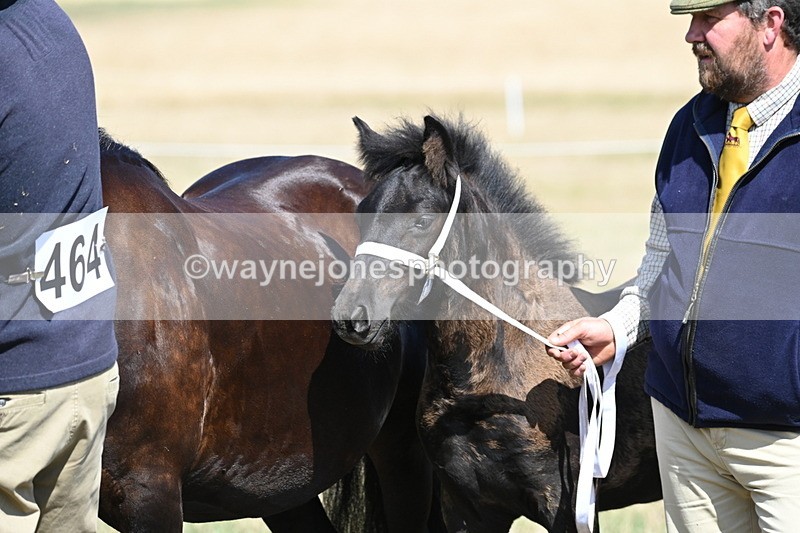 WJ6_5044 - Class 17 Mountain & Moorland