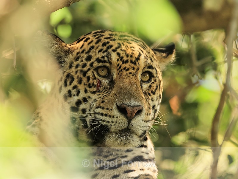 Jaguar with cut under eye, close view, Mato Grosso, Brazil - Jaguar