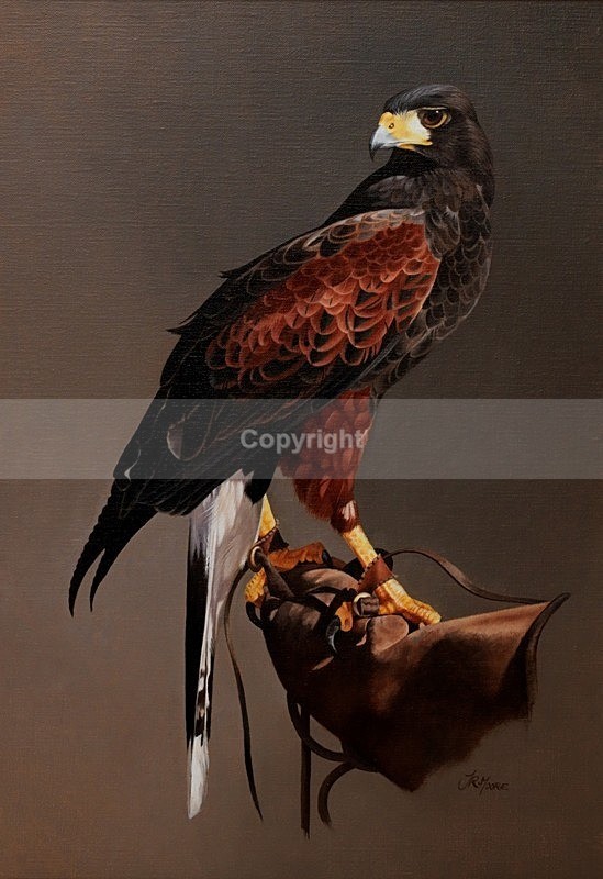 HARRIS HAWK ON GLOVE - BIRDS OF PREY