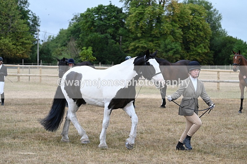 WJ7_9957 - Class 5a Most Handsome Gelding (above 14.2hh)