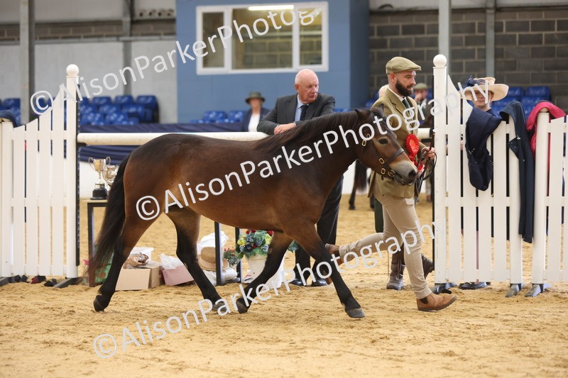 20260913-1312 - Youngstock Championship