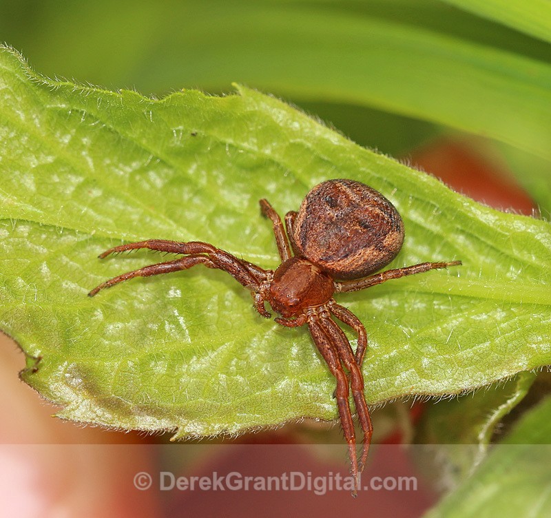 Ground Crab Spider Thomisidae xysticus - Spiders of Atlantic Canada