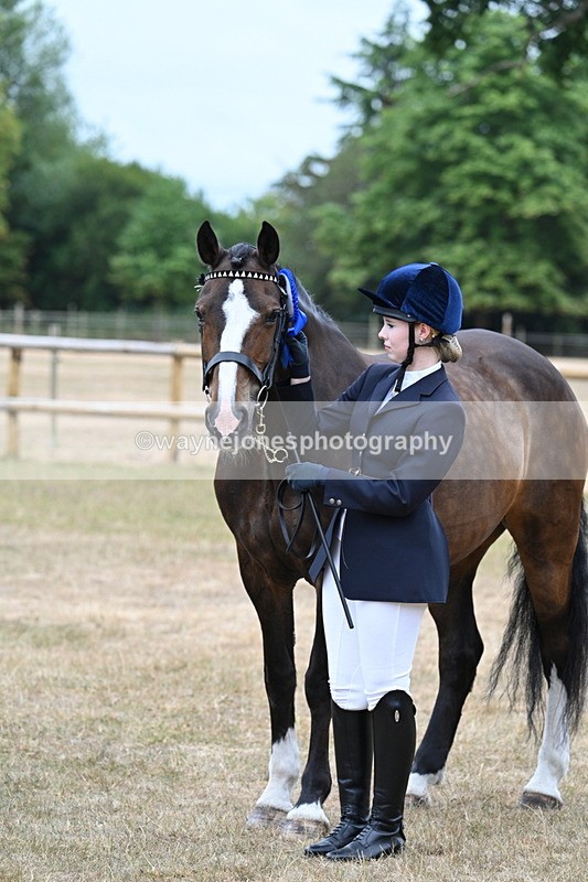 WJ7_0180 - Class 5a Most Handsome Gelding (above 14.2hh)
