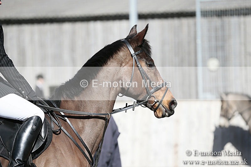 BVRC SJ 170319 166 - Bourne Valley Riding Club Showjumping 17/03/19