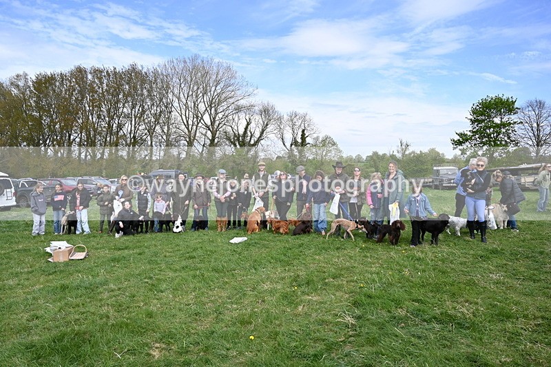 WJ6_9184 - Class 8 Best Working / Gun Dog or Bitch