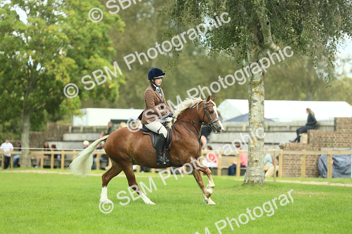 SBM_42808 - S30 - M&M Working hunter Pony