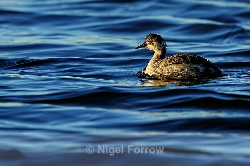 Eared Grebe, Bosque del Apache, New Mexico - Eared Grebe
