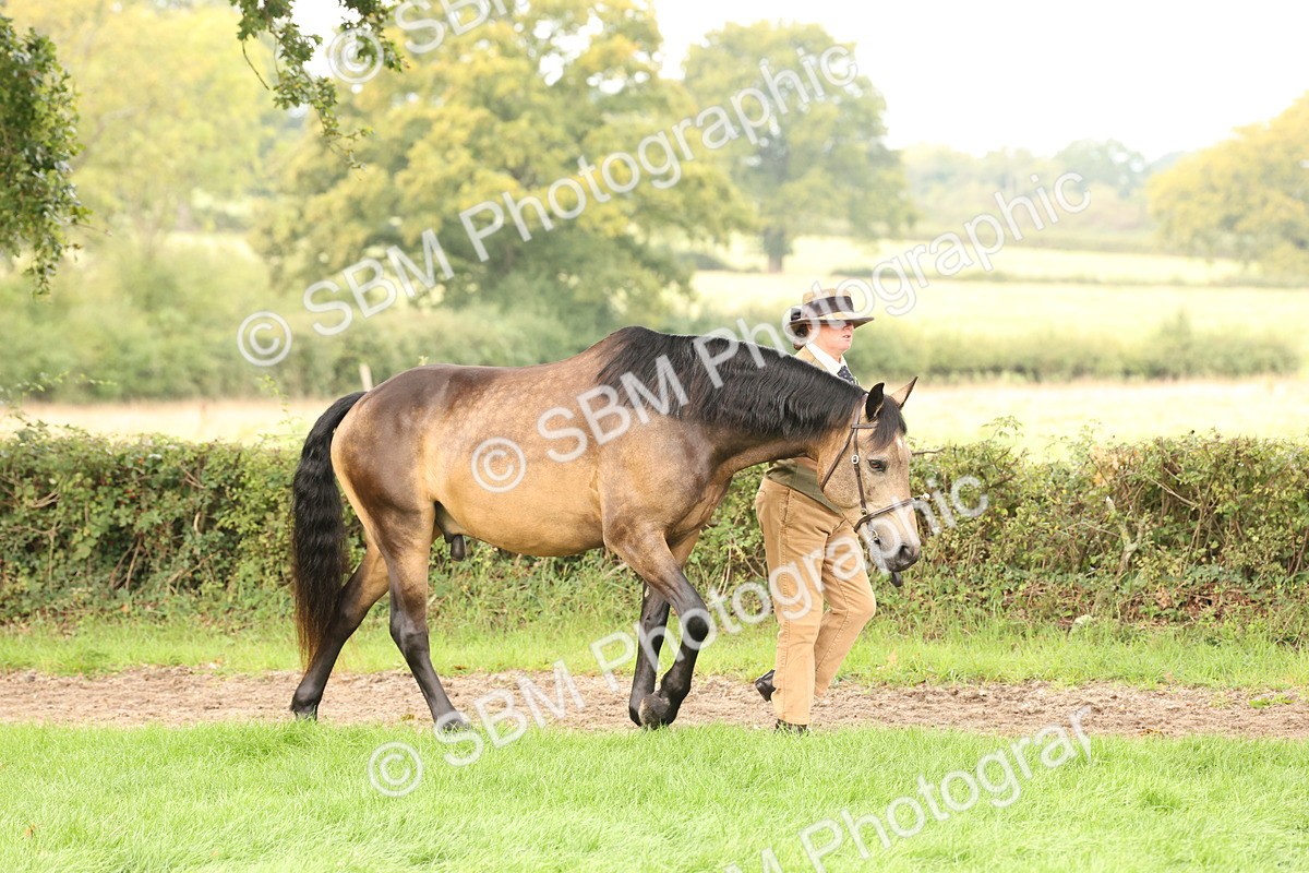 SBM_56248 - S55 - Other Coloured Horse In Hand