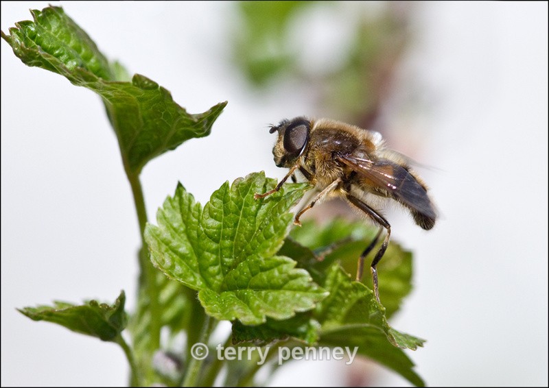 Hover Fly - Insects & Spiders