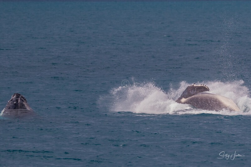 HB Calf Breach 10. 0A3A7791 - 2025 Hervey Bay Whales