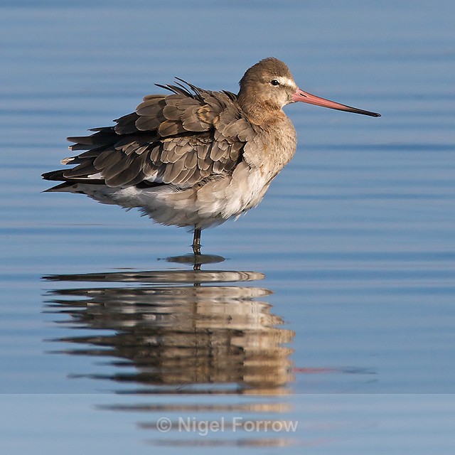 Black-tailed Godwit ruffling its feathers - Black-tailed Godwit