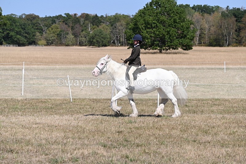 WJ6_8840 - Class 38 Ridden Riding Horse/Pony