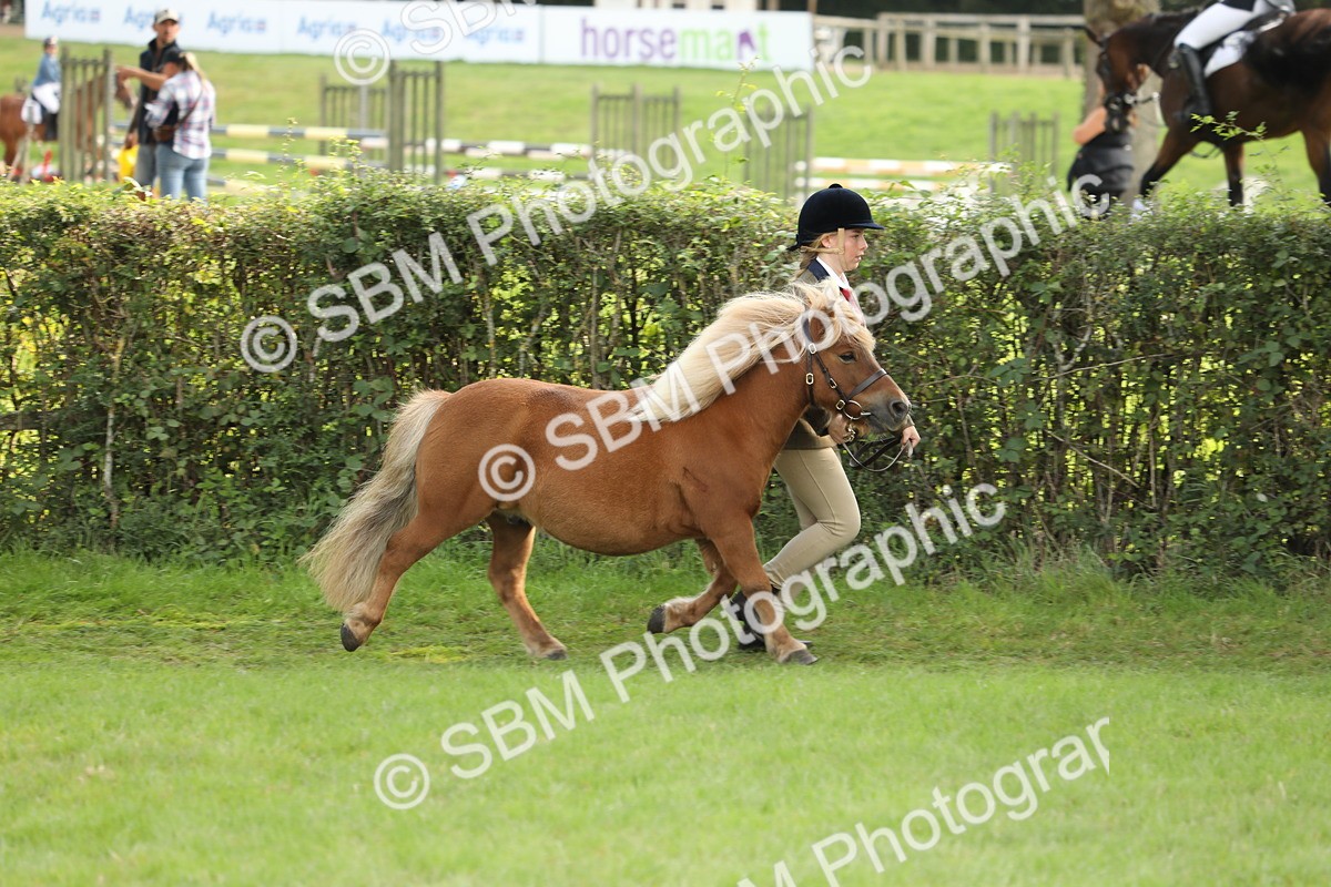 SBM_62735 - S46 - Mountain & Moorland In Hand Small Breeds
